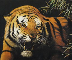 FaceoftheJungle